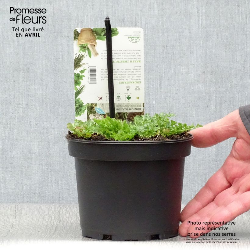 Amostra de Bunium bulbocastanum Vaso de 1,5 L/2 L tal como entregue na primavera