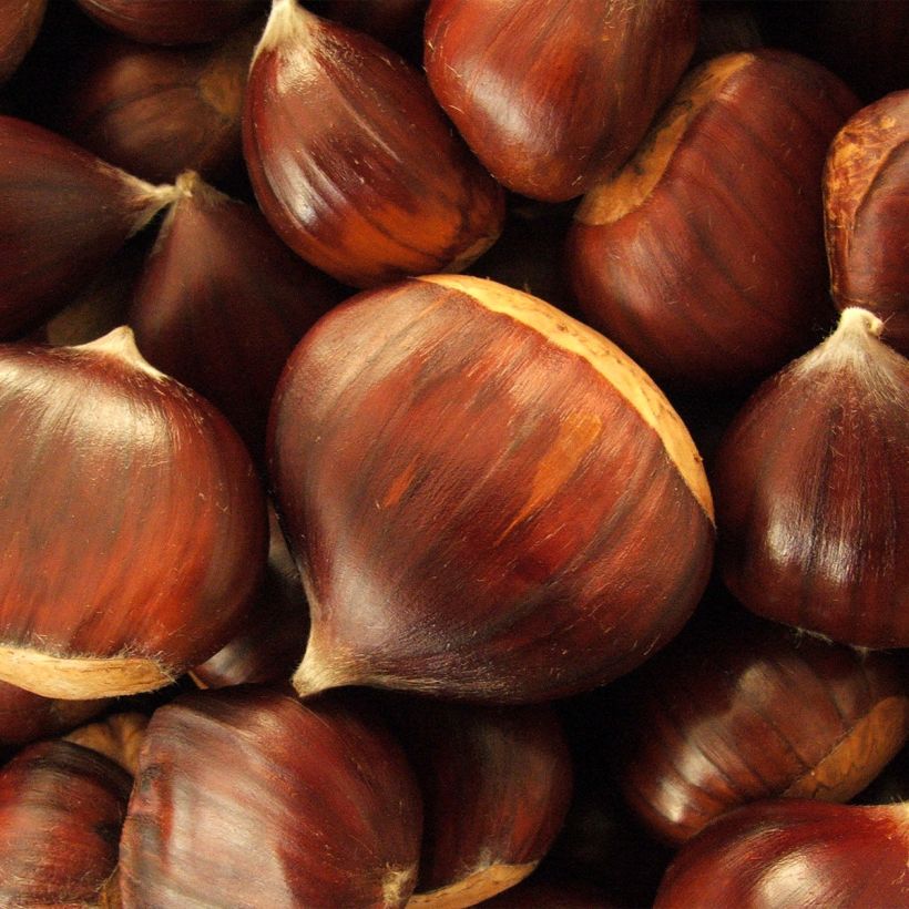 Castanheiro Maraval - Castanea sativa (Colheita)