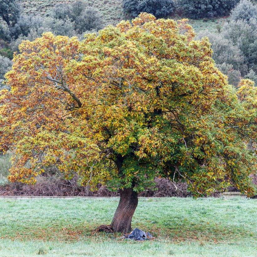 Castanheiro Maraval - Castanea sativa (Hábito)