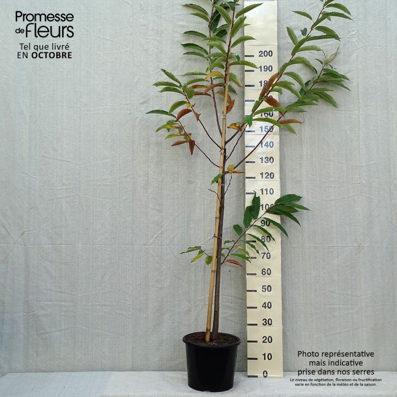 Amostra de Castanheiro Marigoule - Castanea sativa Vaso de 7,5 L/10 L, Brasão tal como entregue no outono