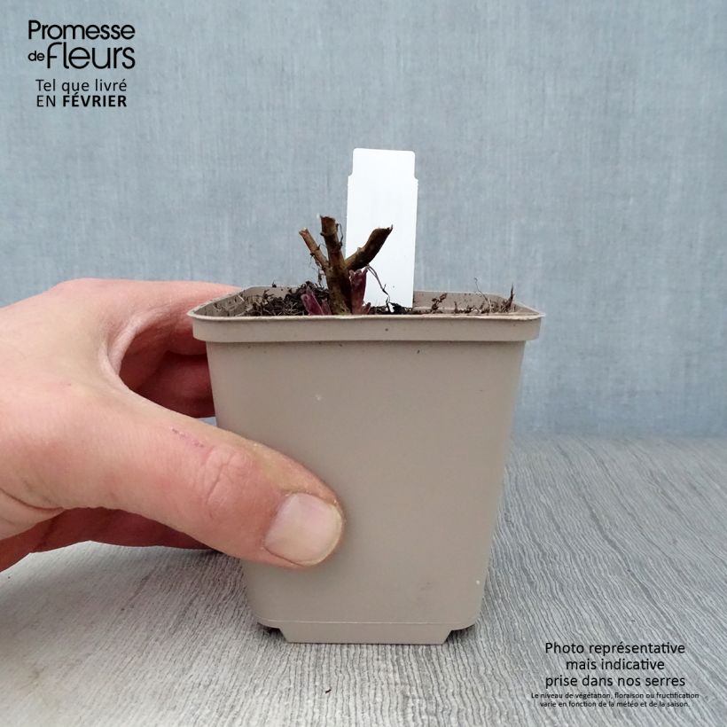 Amostra de Nepeta nuda Anne's Choice Vaso de 8/9 cm tal como entregue no inverno