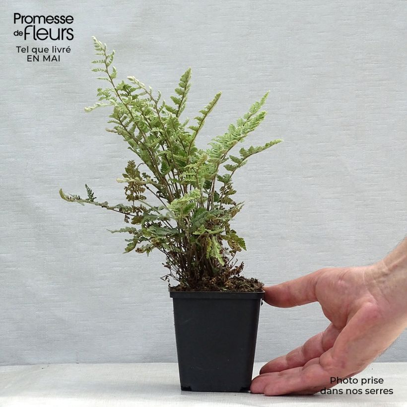 Amostra de Cheilanthes lanosa Vaso de 8/9 cm tal como entregue na primavera