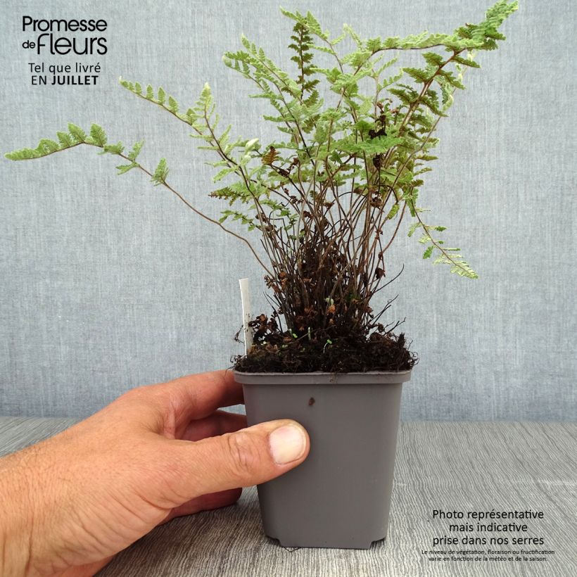 Amostra de Cheilanthes lanosa Vaso de 8/9 cm tal como entregue no verão