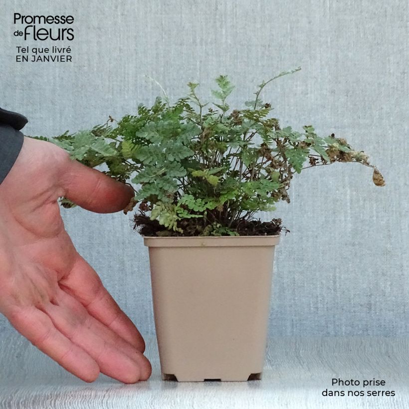 Amostra de Cheilanthes lanosa - Fougère Vaso de 8/9 cm tal como entregue no inverno