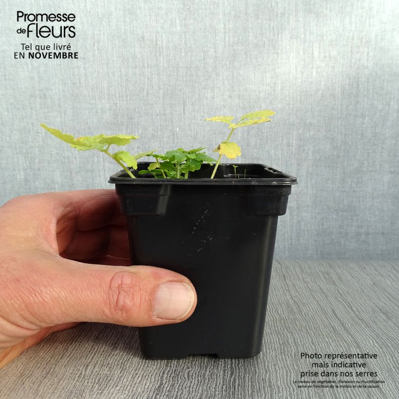 Amostra de Chelidonium majus biológico Vaso de 7/8 cm tal como entregue no outono