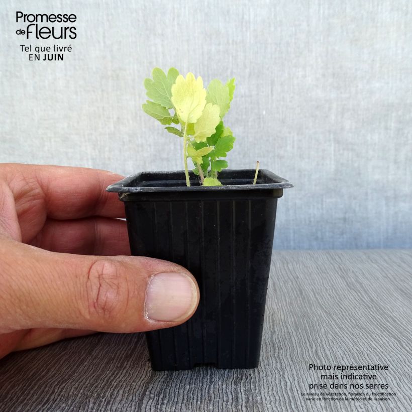 Amostra de Chelidonium majus biológico Vaso de 7/8 cm tal como entregue no verão