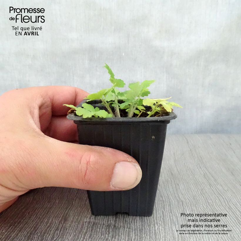 Amostra de Chelidonium majus biológico Vaso de 7/8 cm tal como entregue na primavera