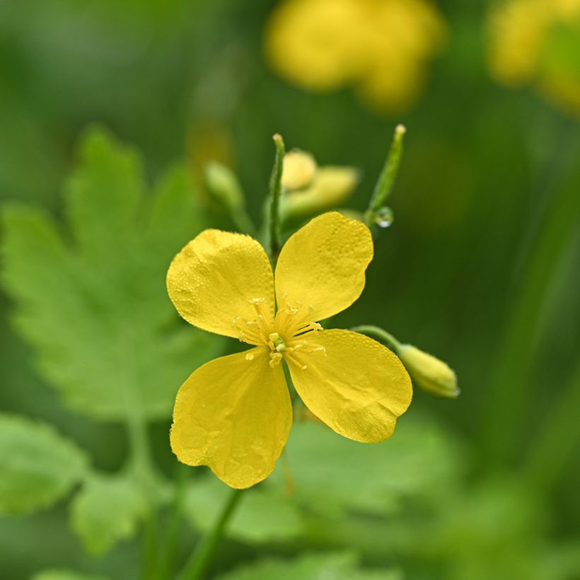 Chelidonium majus biológico (Floração)