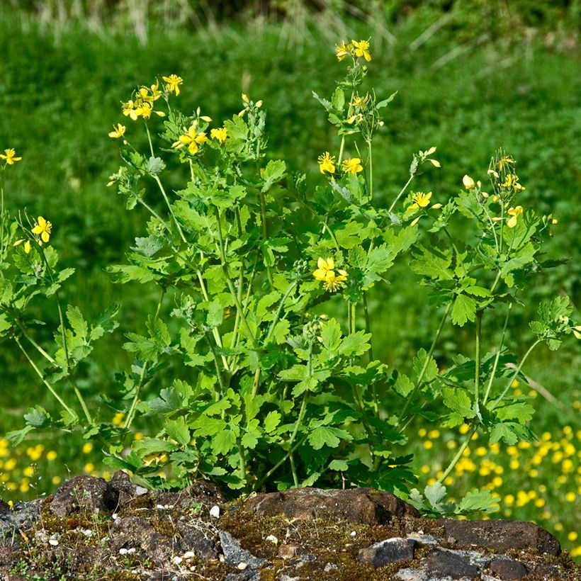 Chelidonium majus biológico (Hábito)