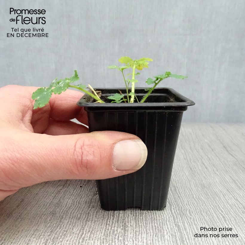 Amostra de Chelidoine BIO - herbe aux verrues Vaso de 7/8 cm tal como entregue no inverno