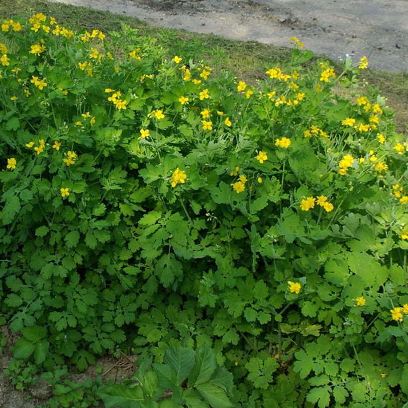 Chelidonium majus Flore Pleno (Hábito)