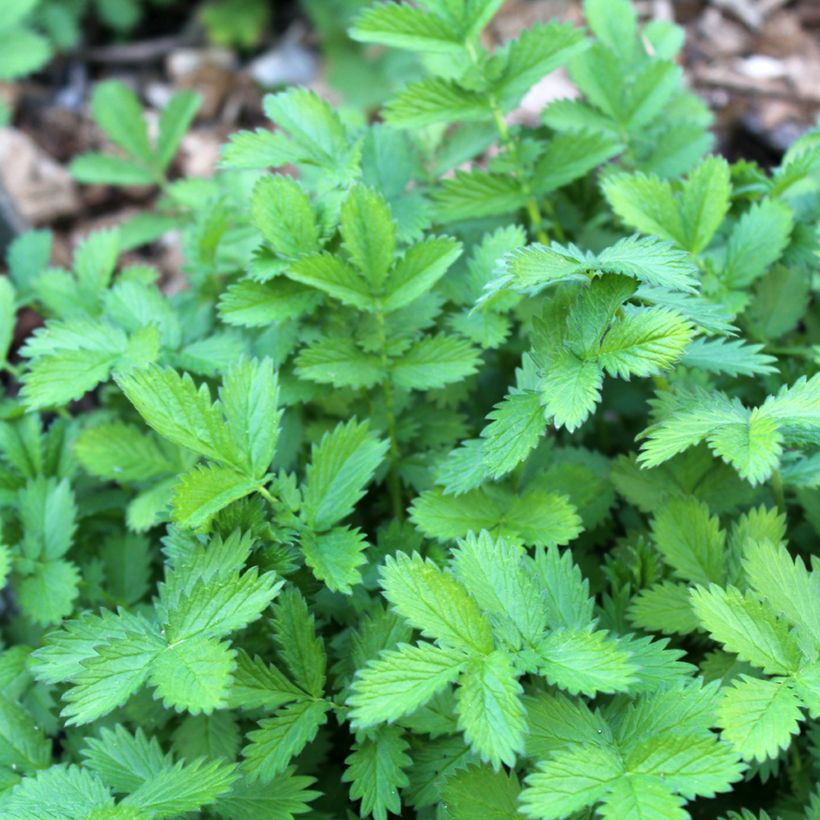 Chelidonium majus Flore Pleno (Folhagem)