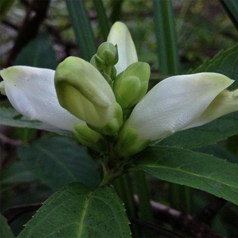 Chelone glabra (Floração)