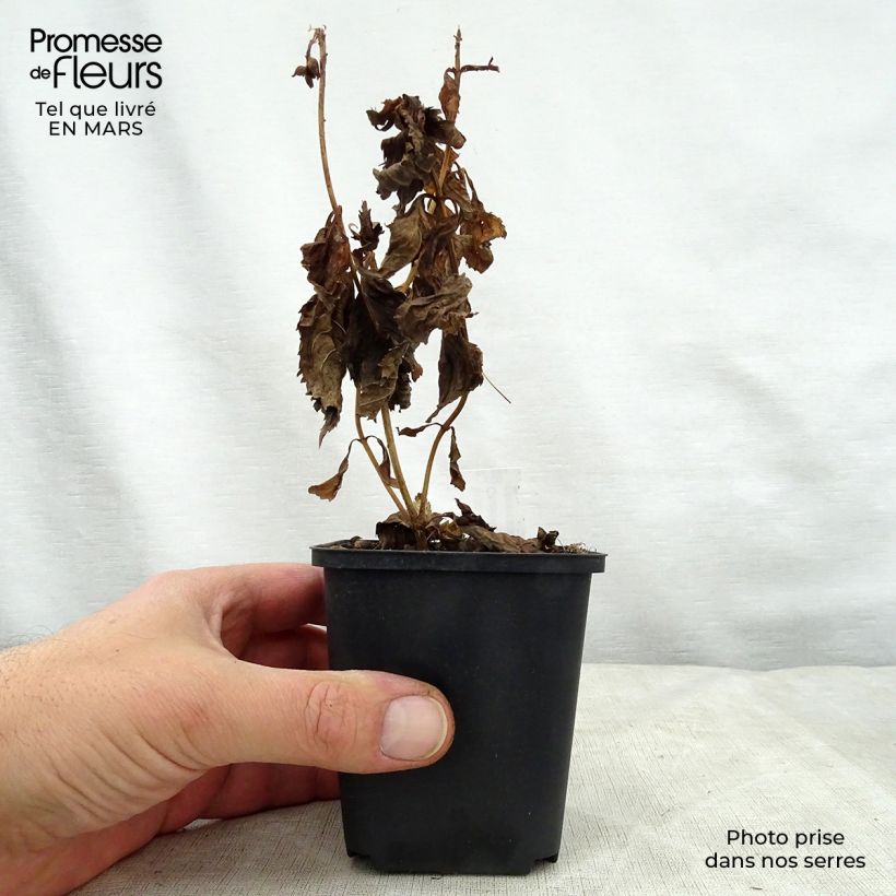 Amostra de Chelone lyonii Hot Lips Vaso de 8/9 cm tal como entregue na primavera