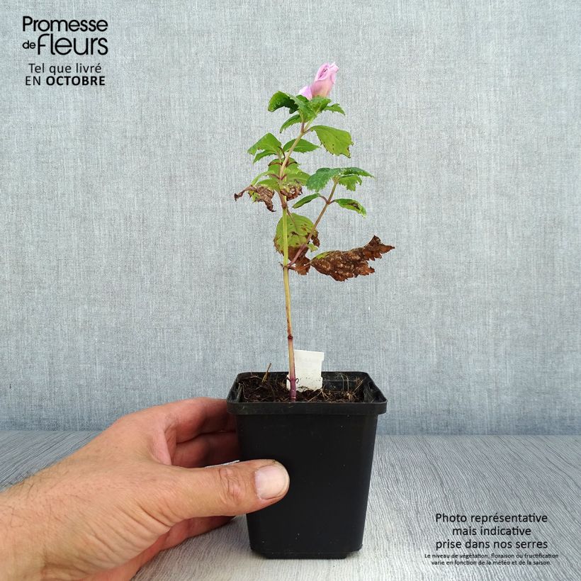 Amostra de Chelone lyonii Hot Lips Vaso de 8/9 cm tal como entregue no outono