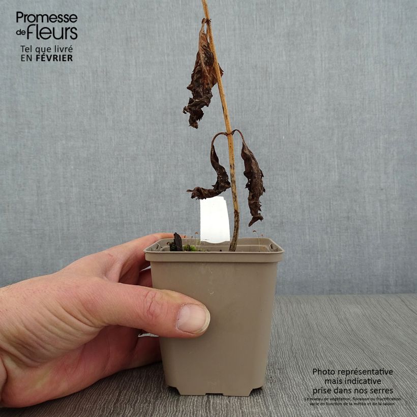 Amostra de Chelone lyonii Hot Lips - Galane Vaso de 8/9 cm tal como entregue no inverno