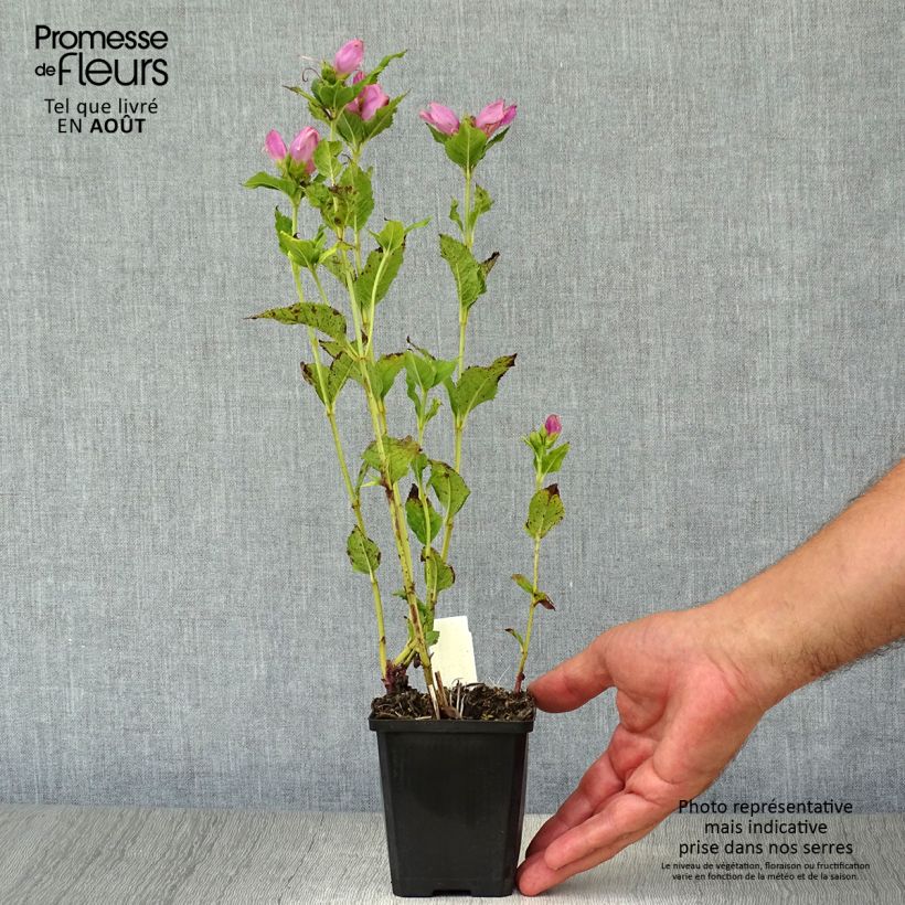 Amostra de Chelone obliqua Vaso de 8/9 cm tal como entregue no verão