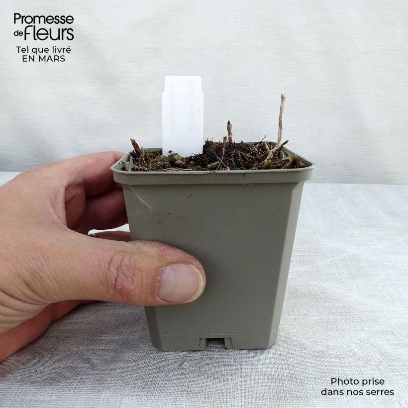 Amostra de Chelone obliqua Vaso de 8/9 cm tal como entregue na primavera