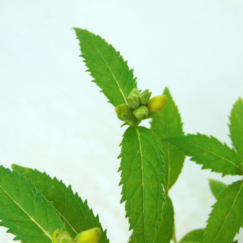 Chelone obliqua var. Alba (Folhagem)