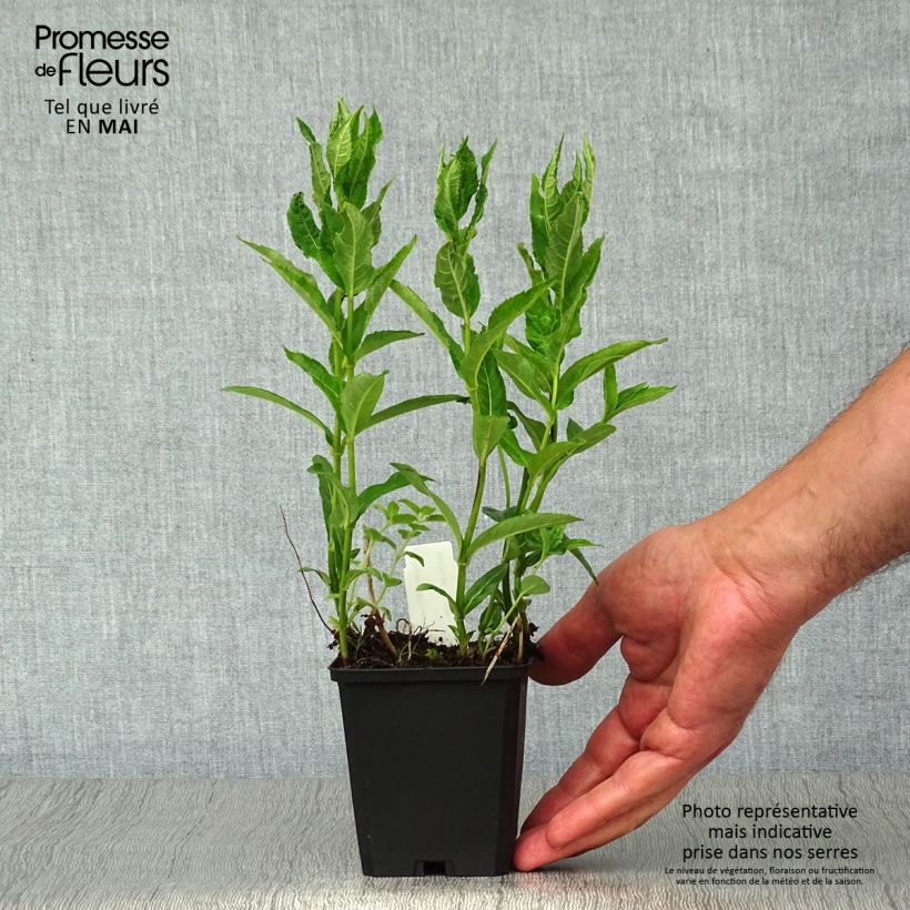 Amostra de Chelone obliqua var. Alba Vaso de 8/9 cm tal como entregue na primavera