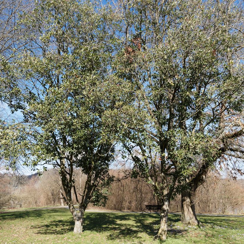 Carvalho-de-Turner Spencer Turner - Quercus turneri var. pseudoturneri (Hábito)