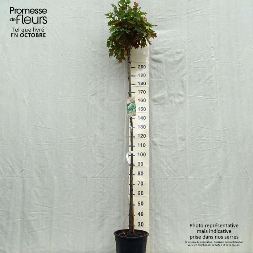 Amostra de Carvalho-dos-pântanos Green Dwarf - Quercus palustris Vaso de 18 L/20 L tal como entregue no outono
