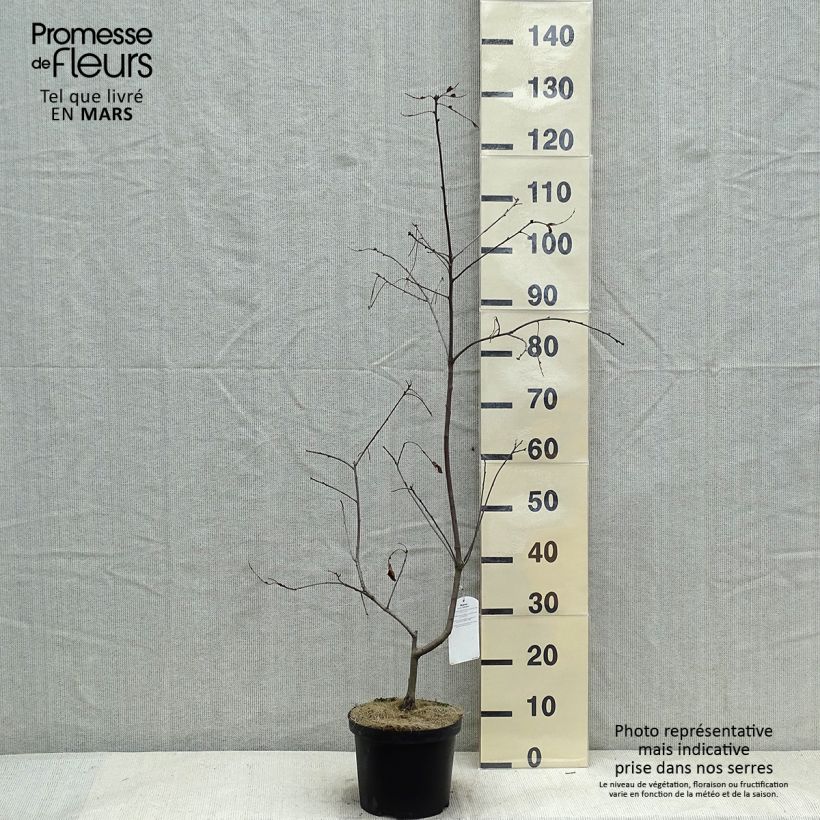 Amostra de Carvalho-escarlate Splendens - Quercus coccinea Vaso de 4 L/5 L tal como entregue no inverno