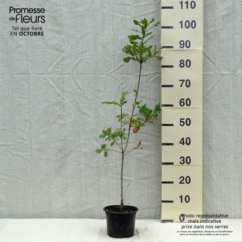 Amostra de Quercus robur - Carvalho-alvarinho Vaso de 2 L/3 L tal como entregue no outono