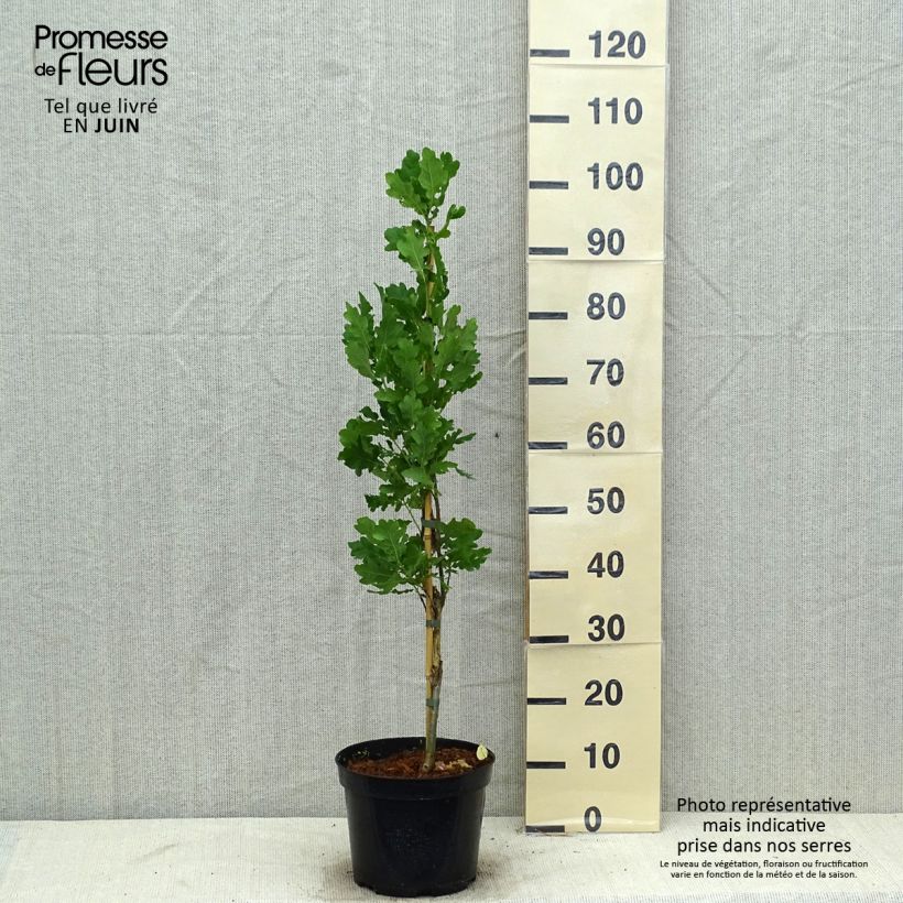 Amostra de Carvalho-alvarinho Fastigiata - Quercus robur Vaso de 4 L/5 L tal como entregue no verão