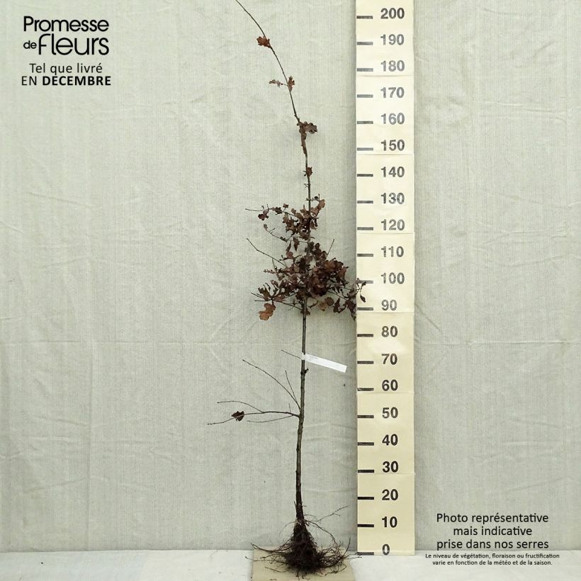 Amostra de Chêne pédonculé - Quercus robur Raízes nuas tal como entregue no inverno
