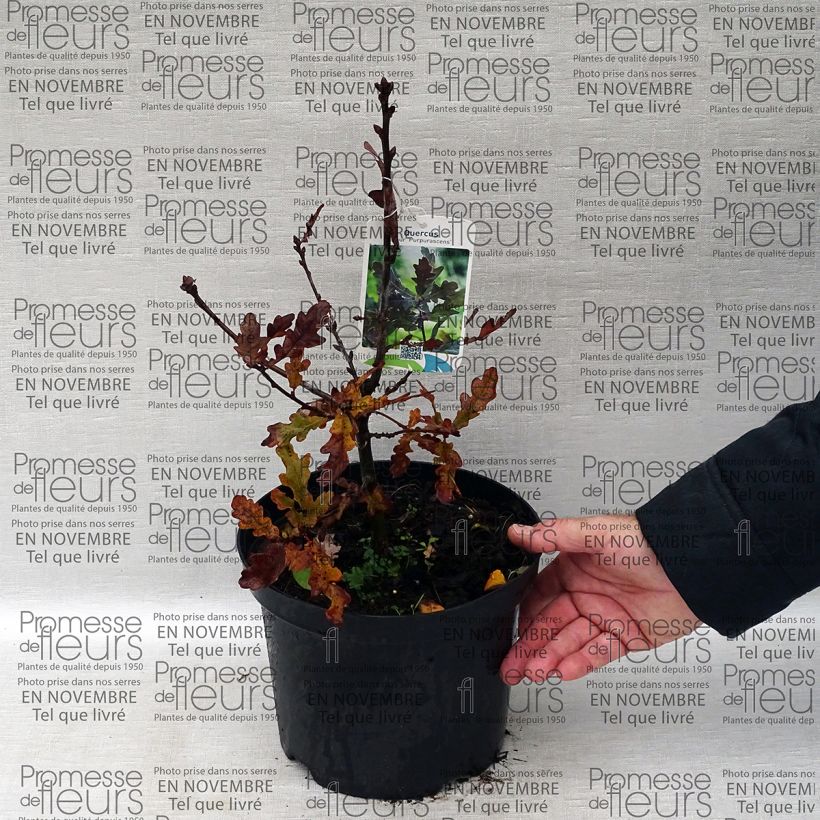 Exemplo de amostra de Chêne pourpre - Quercus robur Purpurascens Vaso de 2 L/3 L tal como entregue