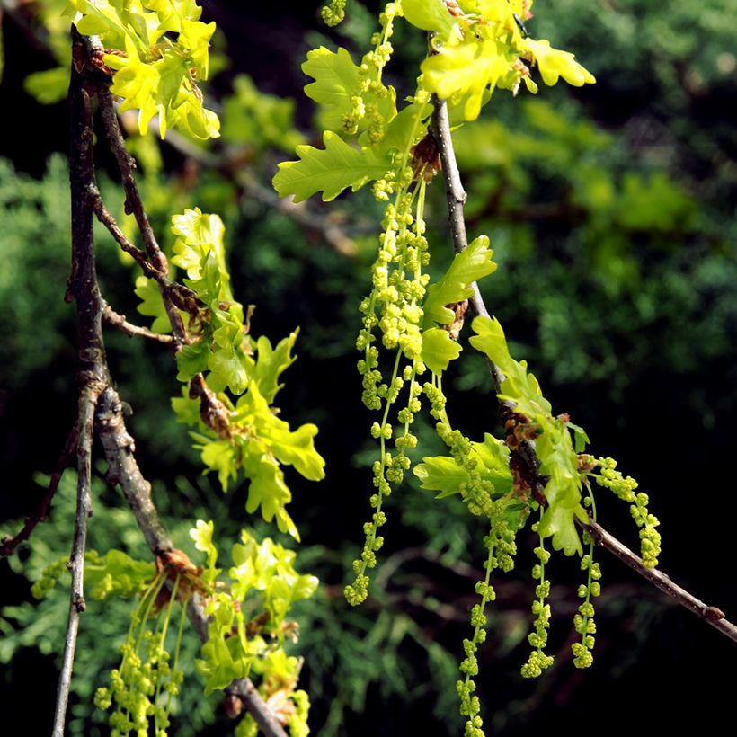 Carvalho-roble - Quercus petraea (Floração)
