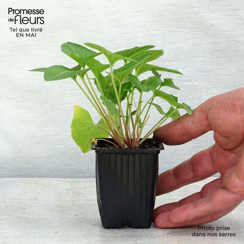 Amostra de Chenopódio Bom Rei Henrique Bio Vaso de 8/9 cm tal como entregue na primavera