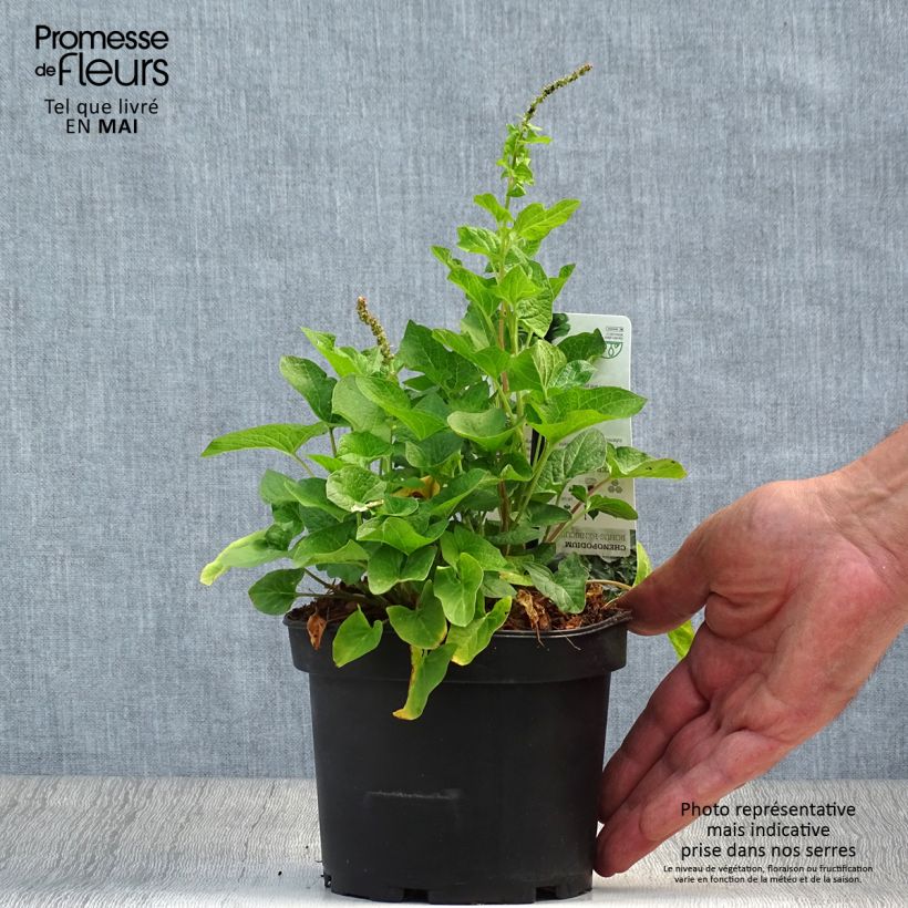 Amostra de Chenopódio Bom Henrique plantas jovens Vaso de 8/9 cm tal como entregue na primavera