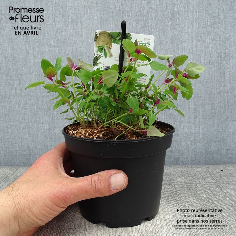 Amostra de Chénopode géant - Chenopodium giganteum Pot de 1,5L/2L tal como entregue na primavera