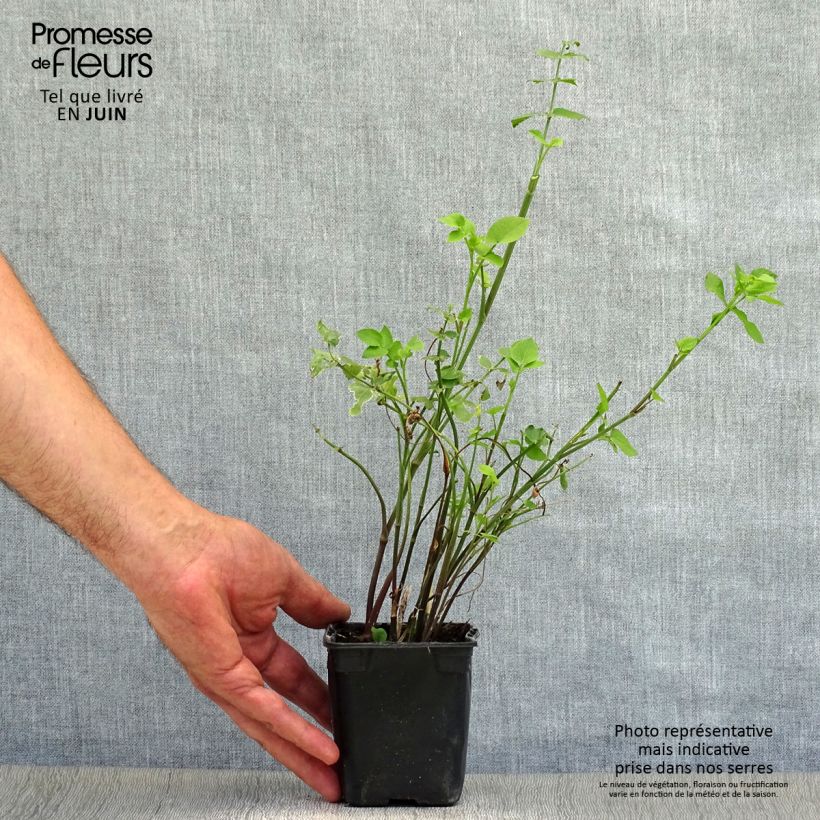 Amostra de Chervis Bio - Sium sisarum Vaso de 8/9 cm tal como entregue no verão