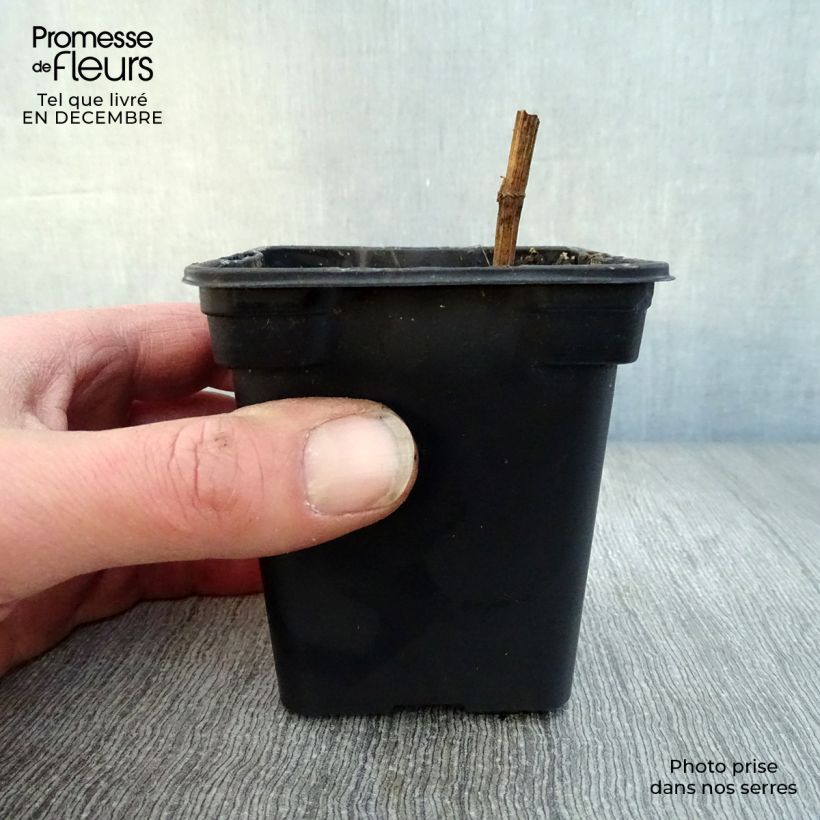 Amostra de Chervis BIO - Sium sisarum Vaso de 8/9 cm tal como entregue no inverno