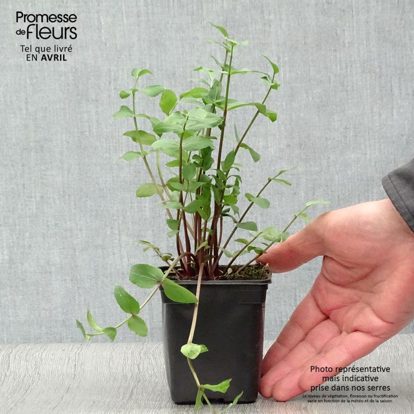 Amostra de Chervis Bio - Sium sisarum Vaso de 8/9 cm tal como entregue na primavera