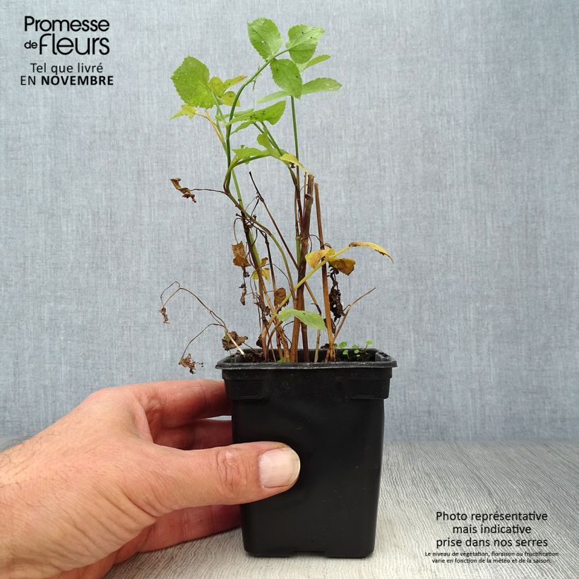 Amostra de Chervis Bio - Sium sisarum Vaso de 8/9 cm tal como entregue no outono