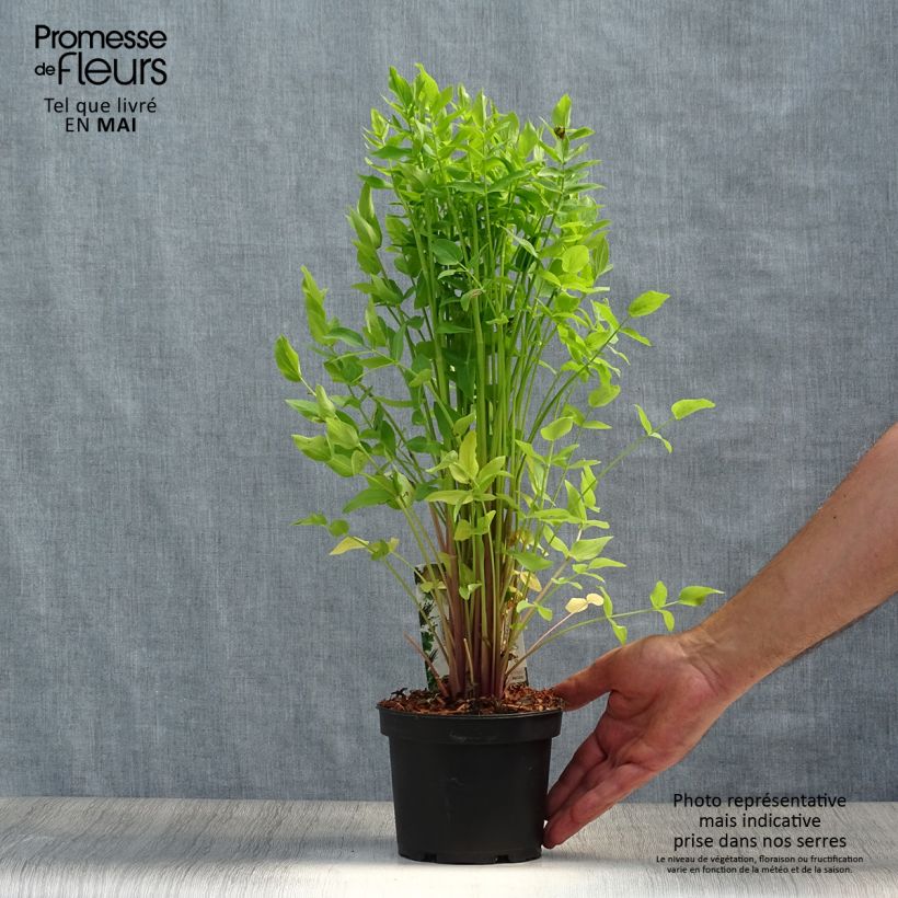 Amostra de Cherivia - Sium sisarum Vaso de 1,5 L/2 L tal como entregue na primavera