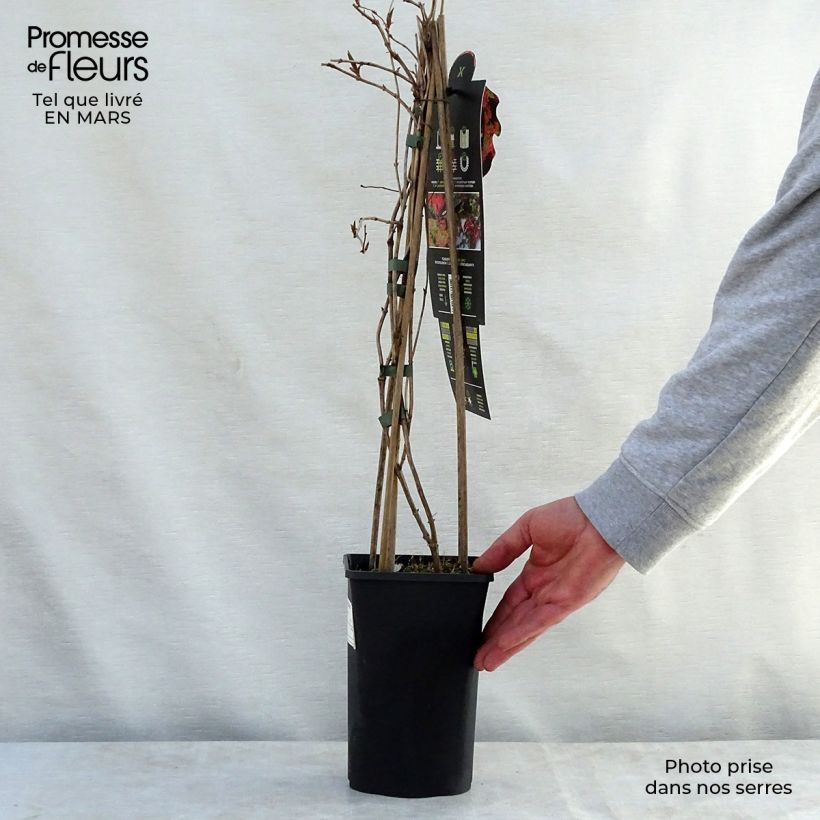 Amostra de Madressilva Dropmore Scarlet - Lonicera × brownii Vaso de 2 L/3 L tal como entregue na primavera