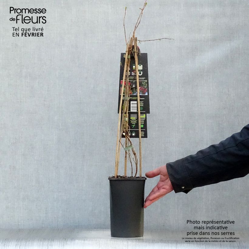 Amostra de Chèvrefeuille grimpant Dropmore Scarlet - Lonicera (x) brownii Vaso de 2 L/3 L tal como entregue no inverno