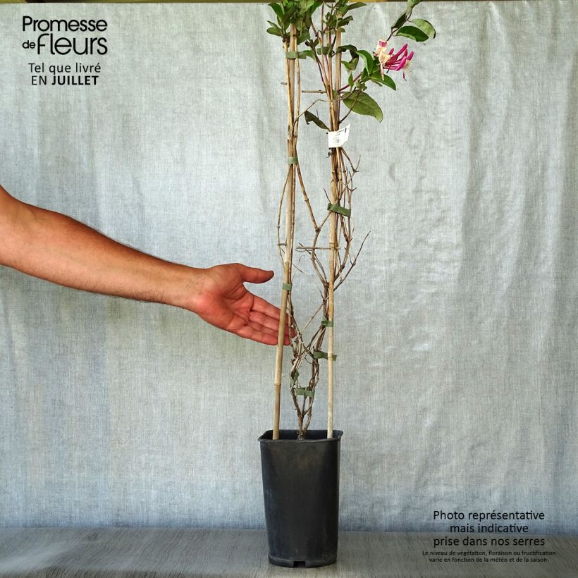Amostra de Madressilva-dos-bosques Caprilia Impérial - Lonicera periclymenum Vaso de 2 L/3 L tal como entregue no verão