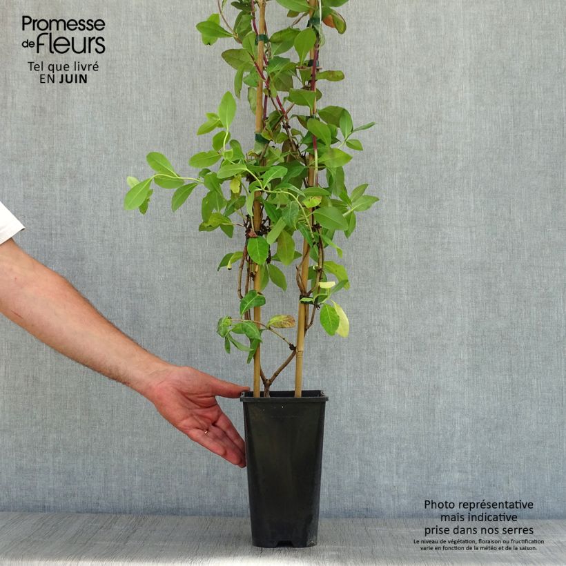 Amostra de Madressilva-dos-bosques Caprilia Impérial - Lonicera periclymenum Vaso de 2 L/3 L tal como entregue na primavera