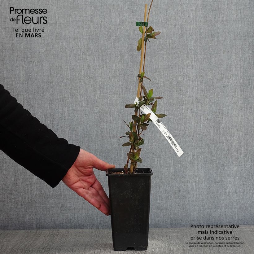 Amostra de Chèvrefeuille - Lonicera Mandarin® Vaso de 1,5 L/2 L tal como entregue no inverno