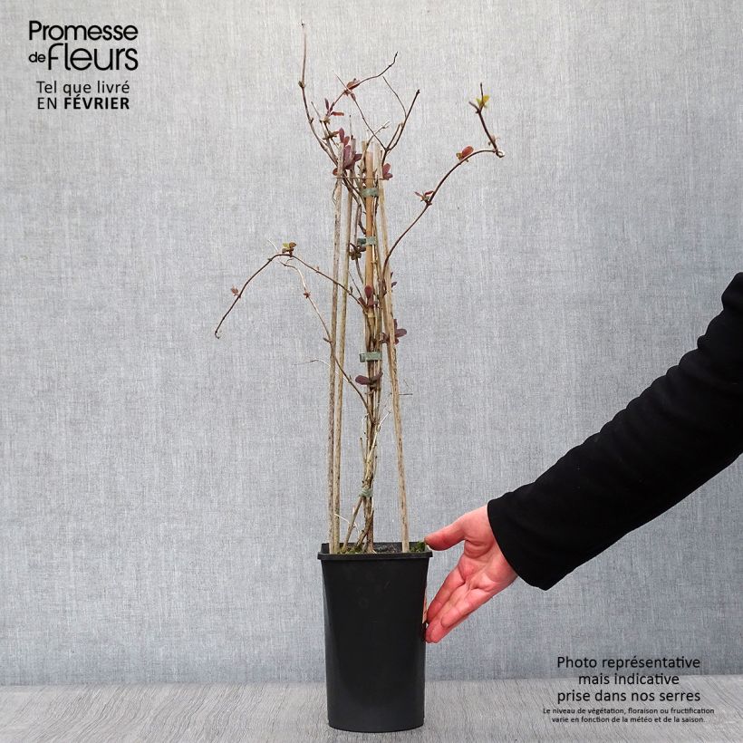 Amostra de Lonicera caprifolium Vaso de 1,5 L/2 L tal como entregue no inverno