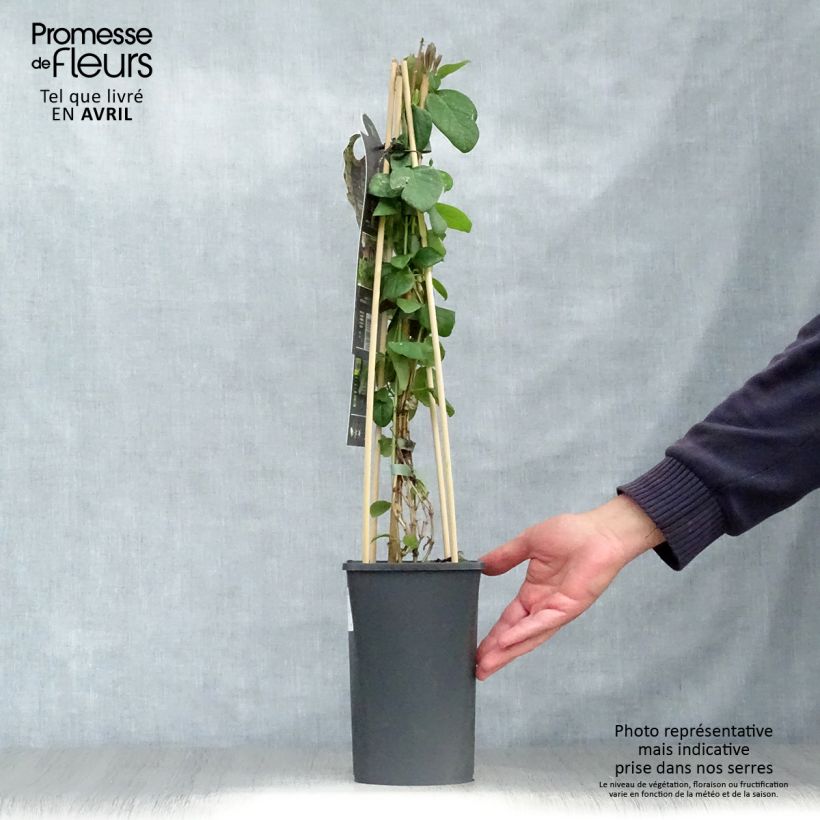 Amostra de Lonicera caprifolium Vaso de 1,5 L/2 L tal como entregue na primavera