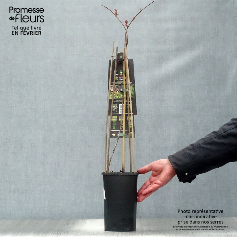 Amostra de Lonicera caprifolium Vaso de 2 L/3 L tal como entregue no inverno