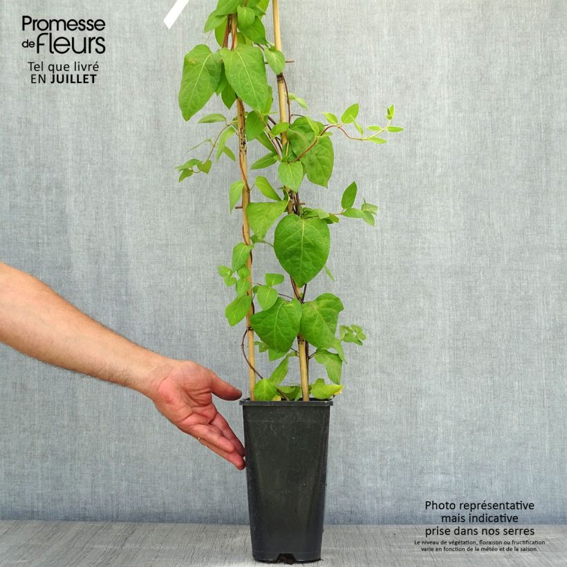 Amostra de Lonicera similis var. delavayi Vaso de 2 L/3 L tal como entregue no verão