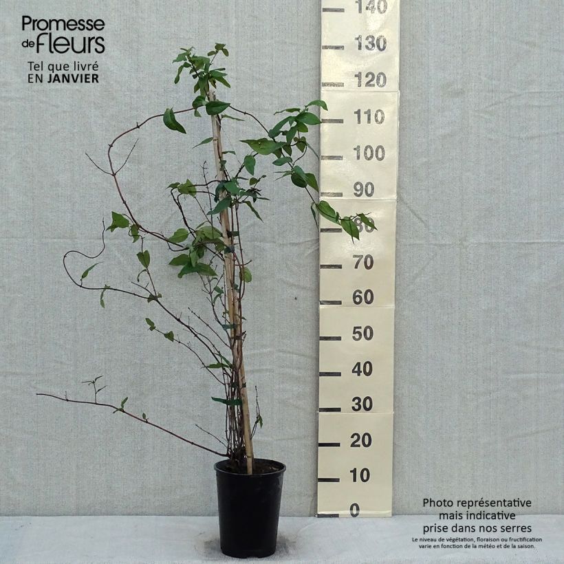Amostra de Chèvrefeuille - Lonicera similis var. delavayi Vaso de 4 L/5 L tal como entregue no inverno